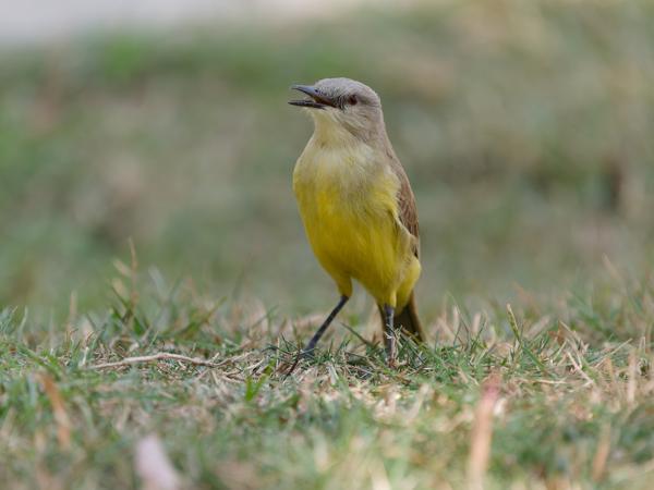 Veetiran (Machetornis rixosa)